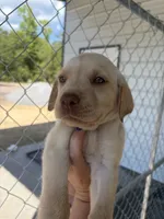 AKC White labrador retriever-Hot Pink Female, a female Labrador Retriever for sale in St. Stephen, SC – 6 of 6
