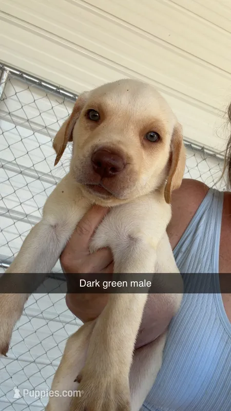 AKC White labrador retriever-dark Green Male – Labrador Retriever puppy for sale in St. Stephen, SC