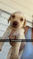AKC White labrador retriever-dark Green Male, a male Labrador Retriever for sale in St. Stephen, SC – 1 of 8