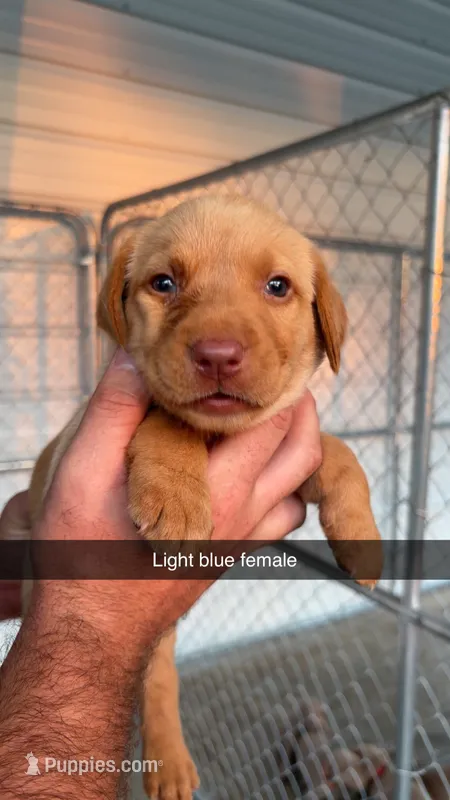 AKC Red Labrador Retriever – Labrador Retriever puppy for sale in St. Stephen, SC