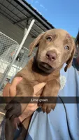 AKC Silver Labrador retriever-lime green female, a female Labrador Retriever for sale in St. Stephen, SC – 7 of 9