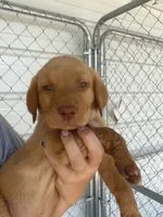 AKC Red Labrador Retriever-Light Blue Female, a female Labrador Retriever for sale in St. Stephen, SC – 1 of 4