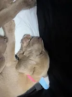 AKC Silver Labrador retriever-hot pink female, a female Labrador Retriever for sale in St. Stephen, SC – 2 of 10