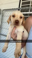 AKC Yellow labrador retriever-lime green female, a female Labrador Retriever for sale in St. Stephen, SC – 1 of 7