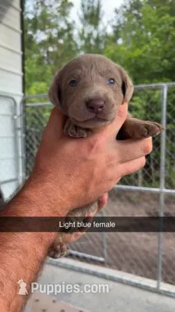 AKC Silver Labrador retriever – Labrador Retriever puppy for sale in St. Stephen, SC