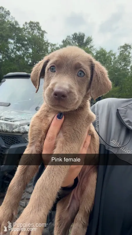 AKC Silver Labrador retriever-hot pink female – Labrador Retriever puppy for sale in St. Stephen, SC