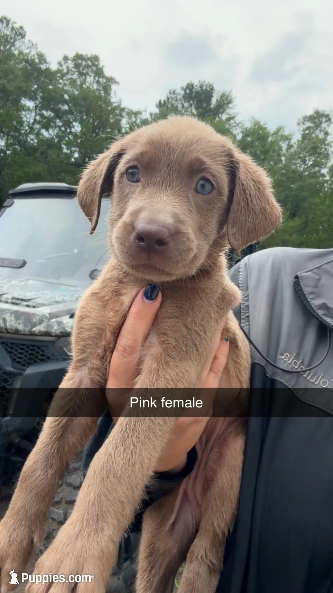 AKC Silver Labrador retriever-hot pink female, a female Labrador Retriever for sale in St. Stephen, SC – 1 of 10