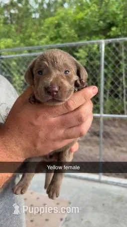 AKC Silver Labrador retriever – Labrador Retriever puppy for sale in St. Stephen, SC