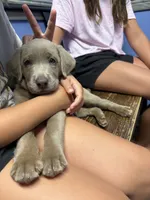 AKC Silver Labrador retriever-Red male, a male Labrador Retriever for sale in St. Stephen, SC – 2 of 7