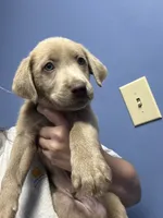 AKC Silver Labrador retriever-blue male, a male Labrador Retriever for sale in St. Stephen, SC – 1 of 5