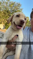 AKC Yellow labrador retriever-purple female, a female Labrador Retriever for sale in St. Stephen, SC – 7 of 7