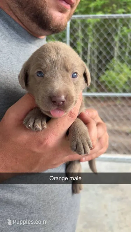 AKC Silver Labrador retriever – Labrador Retriever puppy for sale in St. Stephen, SC