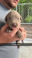 AKC Silver Labrador retriever, a male Labrador Retriever for sale in St. Stephen, SC – 1 of 3