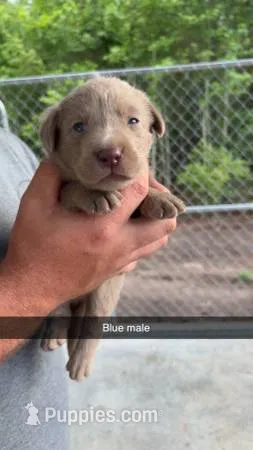 AKC Silver Labrador retriever – Labrador Retriever puppy for sale in St. Stephen, SC