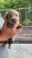 AKC Silver Labrador retriever, a male Labrador Retriever for sale in St. Stephen, SC – 1 of 3