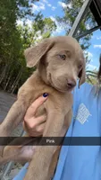 AKC Silver Labrador retriever-hot pink female, a female Labrador Retriever for sale in St. Stephen, SC – 5 of 10