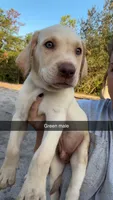 AKC White labrador retriever-dark Green Male, a male Labrador Retriever for sale in St. Stephen, SC – 7 of 8