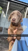 AKC Silver Labrador retriever-lime green female, a female Labrador Retriever for sale in St. Stephen, SC – 6 of 9