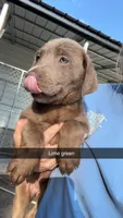 AKC Silver Labrador retriever-lime green female, a female Labrador Retriever for sale in St. Stephen, SC – 5 of 9