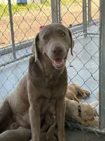 AKC Silver Labrador retriever-dark green male, a male Labrador Retriever for sale in St. Stephen, SC – 3 of 4
