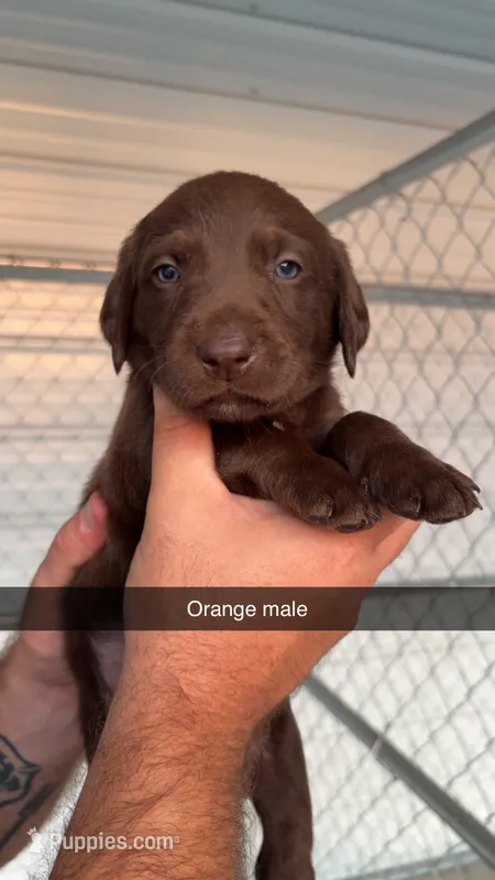 Akc Chocolate Labrador Retriever – Labrador Retriever puppy for sale in St. Stephen, SC