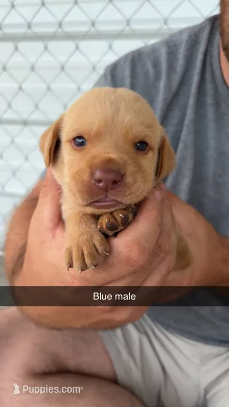AKC Red Labrador Retriever – Labrador Retriever puppy for sale in St. Stephen, SC