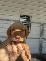 AKC Red Labrador Retriever-Light Blue Female, a female Labrador Retriever for sale in St. Stephen, SC – 2 of 4