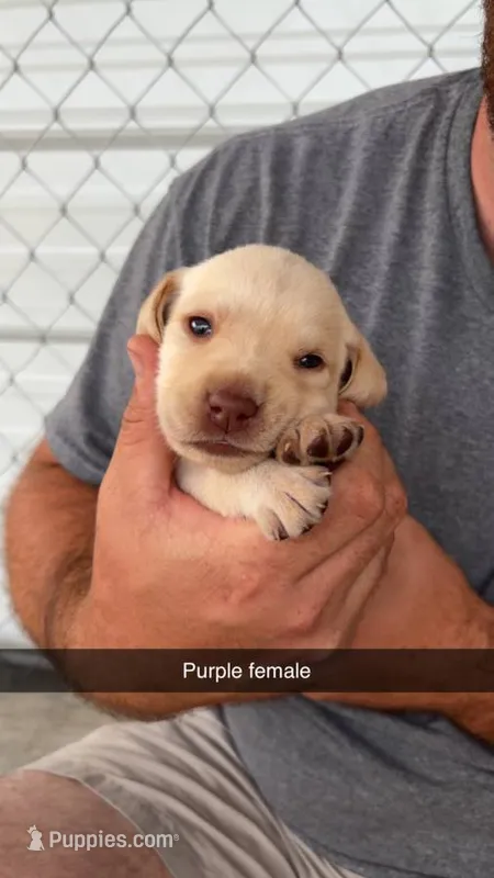 AKC Yellow labrador retriever – Labrador Retriever puppy for sale in St. Stephen, SC