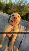 AKC Yellow labrador retriever-Tan collar Female, a female Labrador Retriever for sale in St. Stephen, SC – 5 of 6