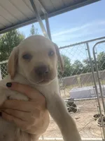 AKC White labrador retriever-dark Green Male, a male Labrador Retriever for sale in St. Stephen, SC – 5 of 5