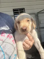 AKC White labrador retriever-Red Male, a male Labrador Retriever for sale in St. Stephen, SC – 5 of 5