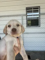 AKC Yellow labrador retriever-lime green female, a female Labrador Retriever for sale in St. Stephen, SC – 1 of 4
