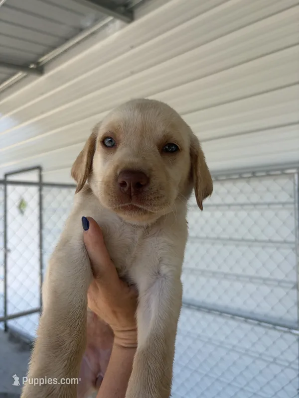 AKC White labrador retriever-Hot Pink Female – Labrador Retriever puppy for sale in St. Stephen, SC