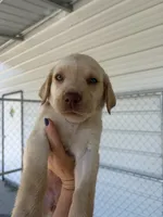 AKC White labrador retriever-Hot Pink Female, a female Labrador Retriever for sale in St. Stephen, SC – 1 of 6