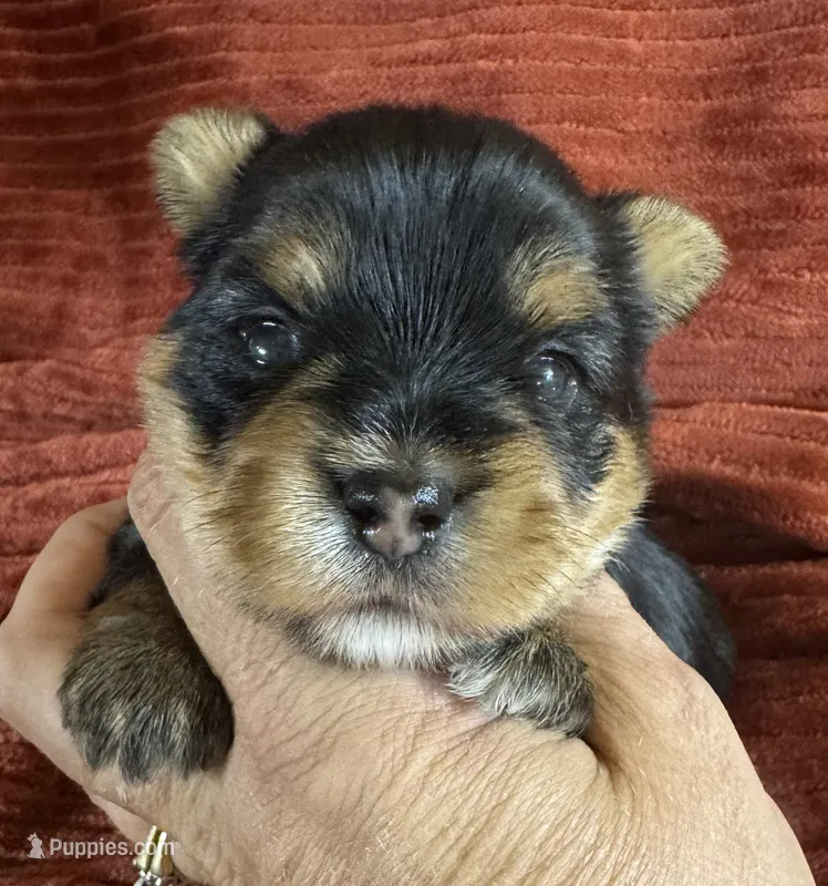 Dallas – Yorkshire Terrier puppy for sale in Fletcher, OK