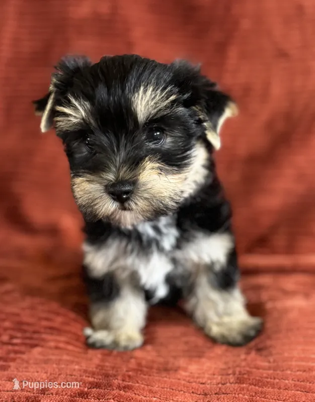 Ernie  – Yorkshire Terrier puppy for sale in Fletcher, OK