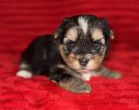 Stormy, a female Yorkshire Terrier for sale in Fletcher, OK – 2 of 2