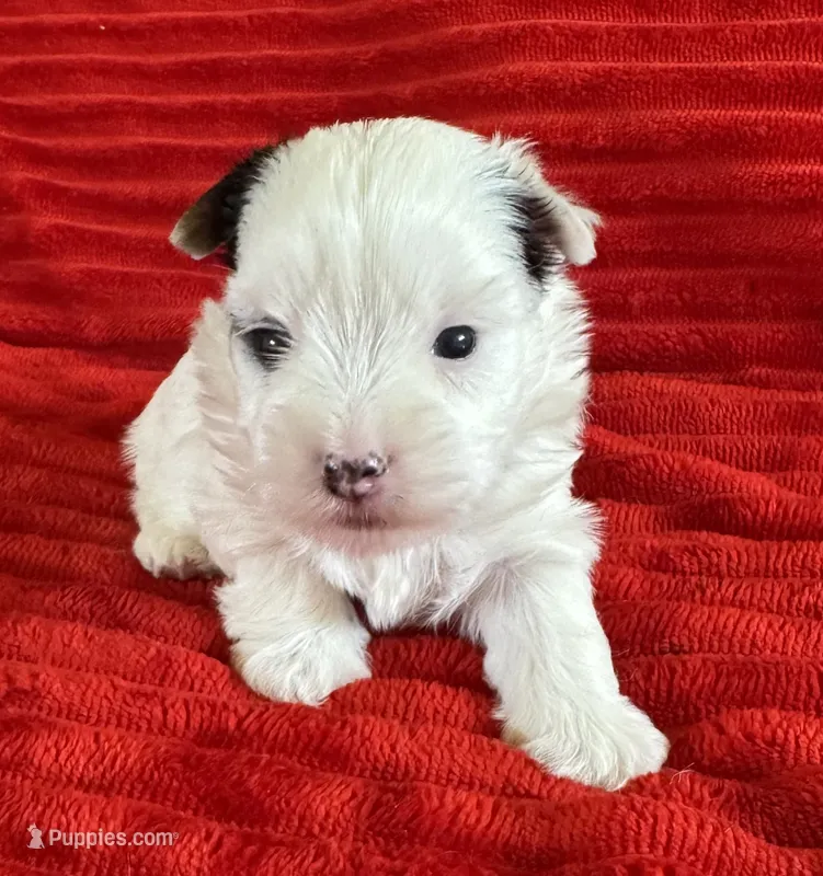 Sonny – Yorkshire Terrier puppy for sale in Fletcher, OK