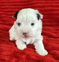 Sonny, a male Yorkshire Terrier for sale in Fletcher, OK – 1 of 3