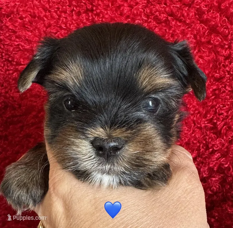 Milo – Yorkshire Terrier puppy for sale in Fletcher, OK