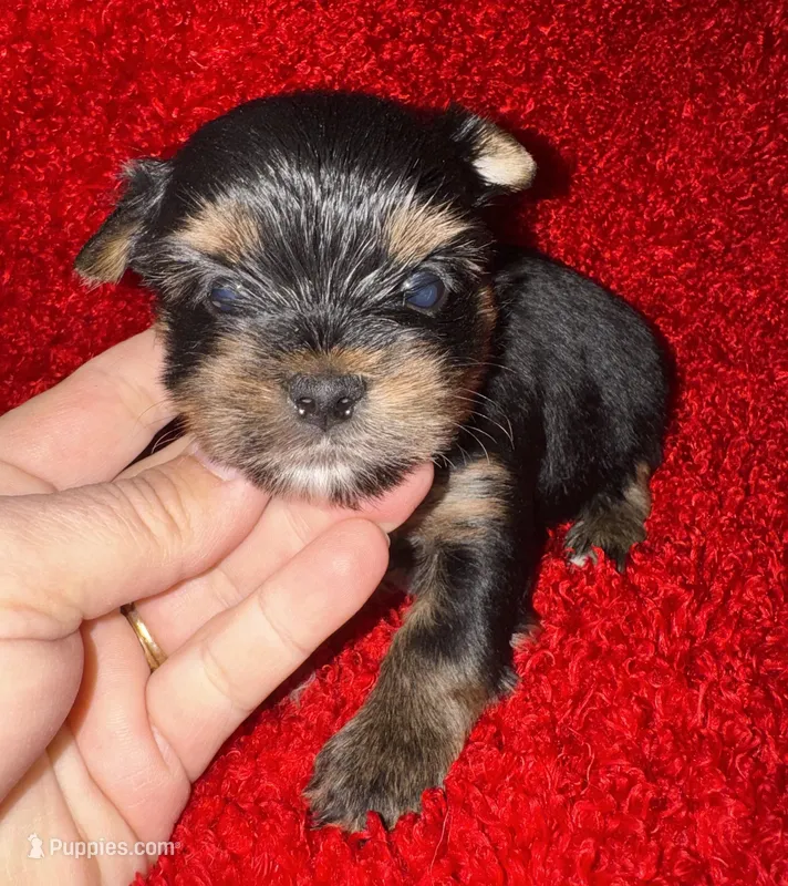 Milo – Yorkshire Terrier puppy for sale in Fletcher, OK