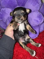 Milo, a female Yorkshire Terrier for sale in Fletcher, OK – Photo 2 of 2
