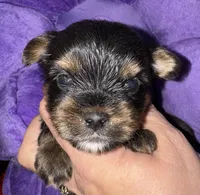Milo, a female Yorkshire Terrier for sale in Fletcher, OK – Photo 1 of 2