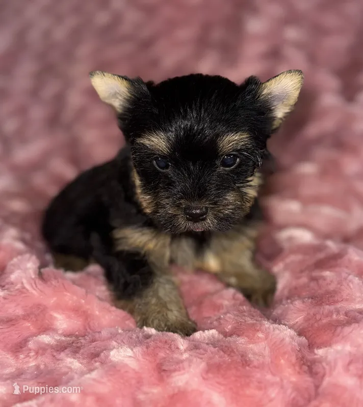 Hallie – Yorkshire Terrier puppy for sale in Fletcher, OK
