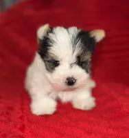 Hugo, a male Yorkshire Terrier for sale in Fletcher, OK – 3 of 3