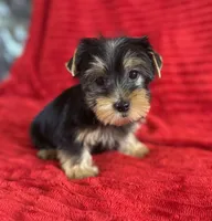Rex, a male Yorkshire Terrier for sale in Fletcher, OK – 2 of 2