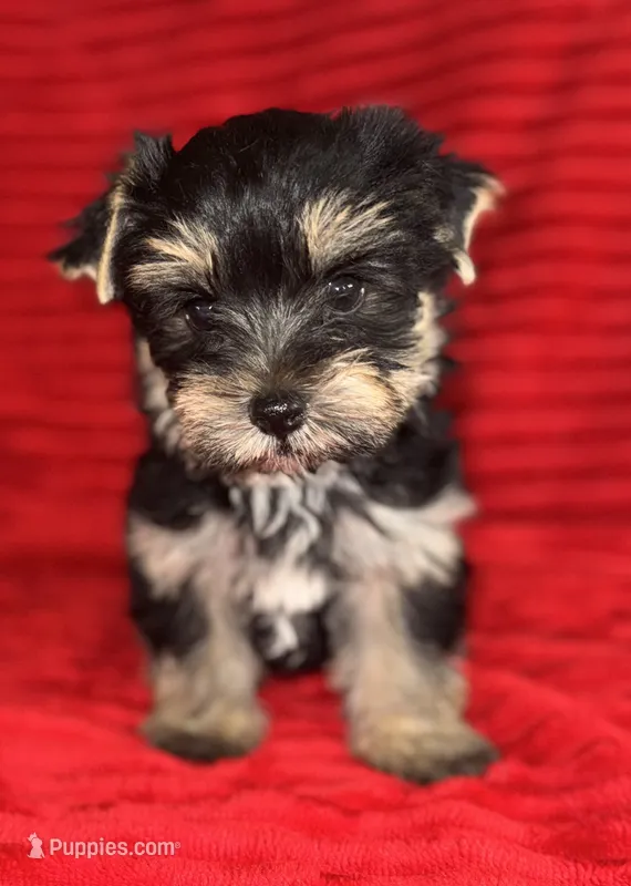 Ernie  – Yorkshire Terrier puppy for sale in Fletcher, OK