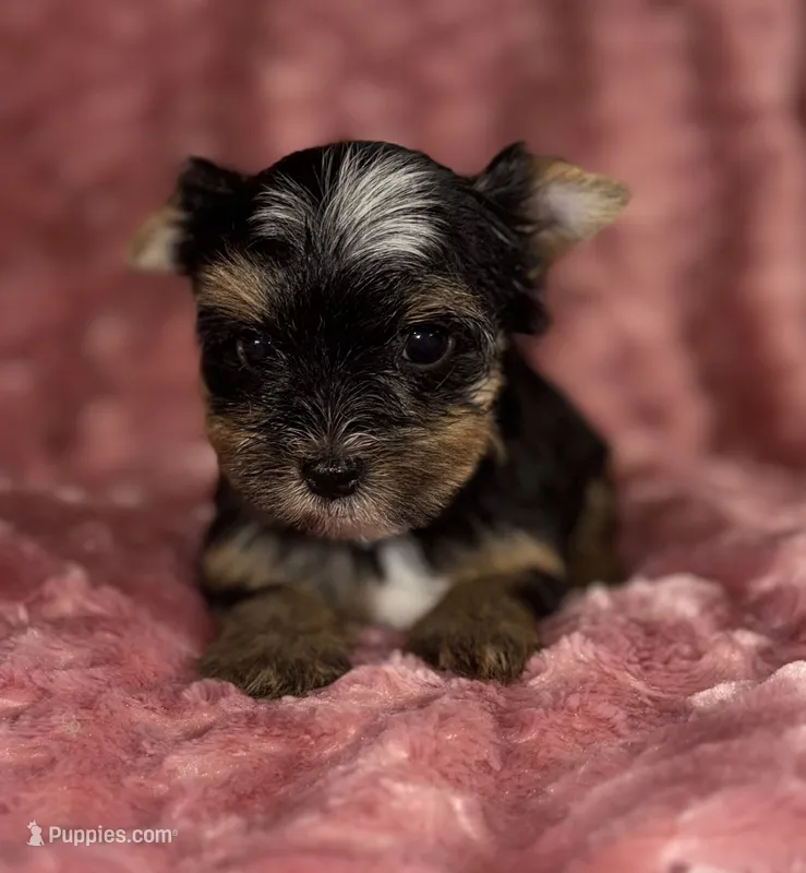 Dot – Yorkshire Terrier puppy for sale in Fletcher, OK