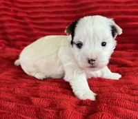 Sonny, a male Yorkshire Terrier for sale in Fletcher, OK – 2 of 3