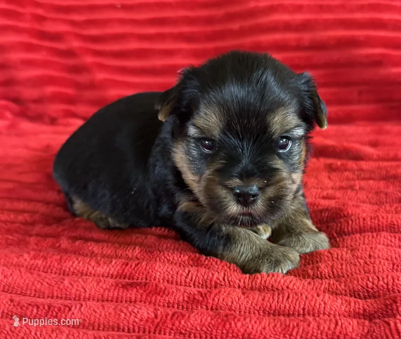 Sam – Yorkshire Terrier puppy for sale in Fletcher, OK